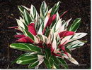 Stromanthe Sanguinea